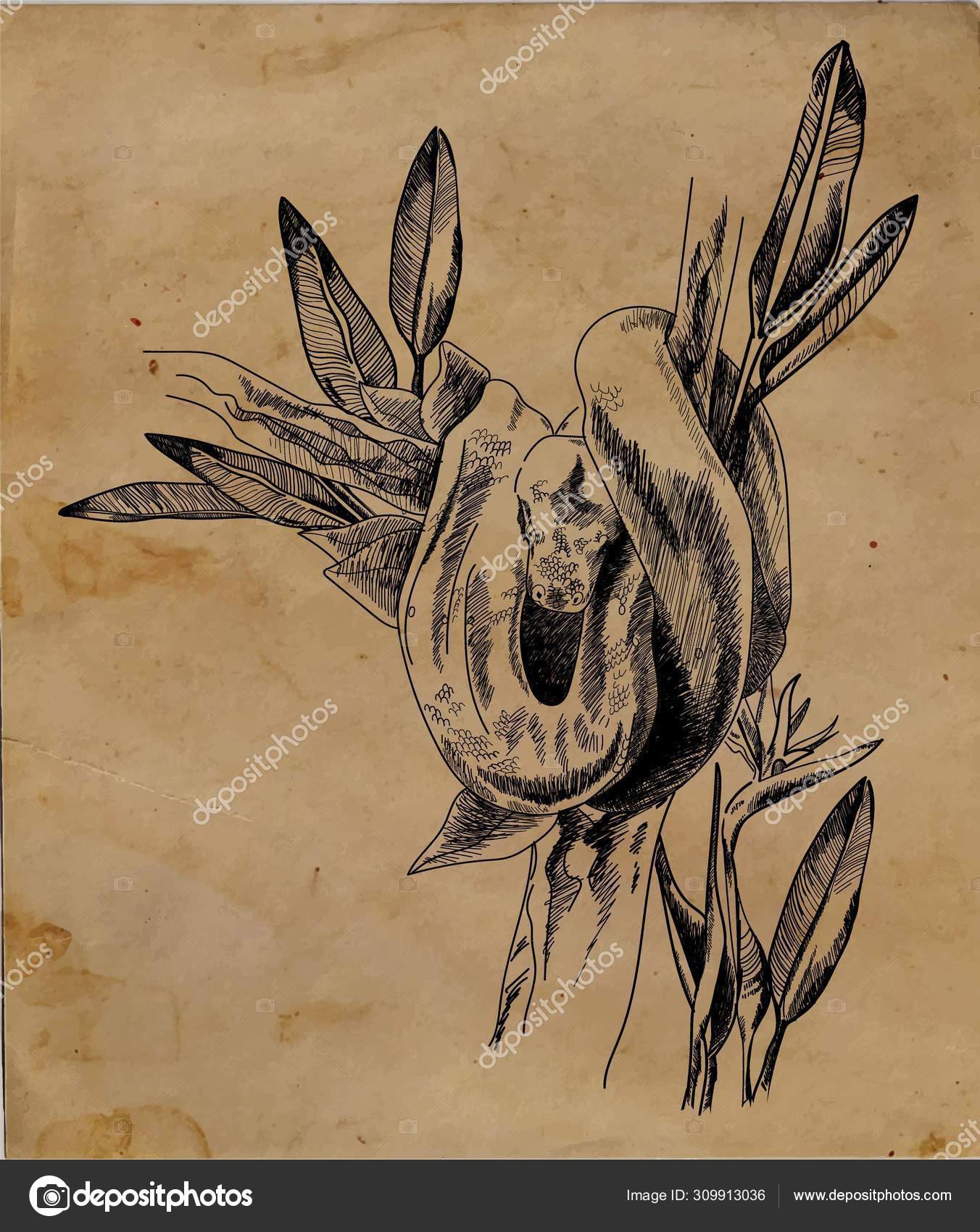 Snake Tree Python Branch Leaves Drawing Vintage Style Stock