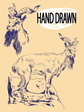 Boynuzlu keçi. Dağ keçisi. Klasik tarzda profesyonel çizim. Serbest çizim. Mürekkeple çizmek, kalemle çizmek..