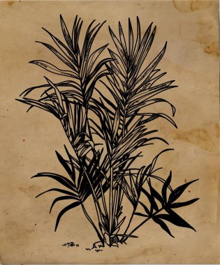 Botanik illüstrasyon. Büyük yaprakları ile Areca palmiye. Vintage tarzı profesyonel çizim. Serbest çizim. Mürekkeple çizim, kalemle çizim.