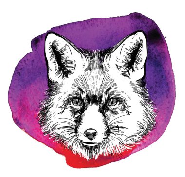 Tilki. Klasik tarzda profesyonel çizim. Şirin pofuduk tilki. Kışlık ceketli kutup tilkisi. Serbest çizim. Mürekkep çizimi, kalem çizimi.