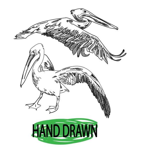 Pássaros Marinhos Pelicanos Desenho Mão Estilo Vintage Desenho Por Caneta — Vetor de Stock