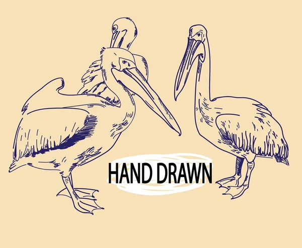 Pássaros Marinhos Pelicanos Desenho Mão Estilo Vintage Desenho Por Caneta — Vetor de Stock