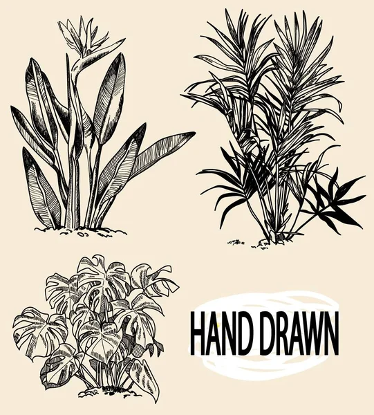 Ensemble Images Illustrations Botaniques Plantes Dessin Main Levée Avec Mascara — Image vectorielle