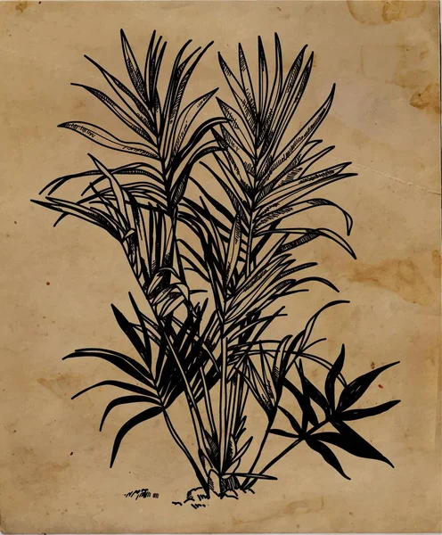 Βοτανική Απεικόνιση Μια Παλάμη Μεγάλα Φύλλα Επαγγελματικό Σχέδιο Vintage Στυλ — Διανυσματικό Αρχείο