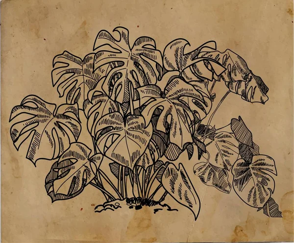 Κομψό Φόντο Τροπικά Φυτά Βοτανική Απεικόνιση Μόνστάρα Μεγάλα Φύλλα Επαγγελματικό — Διανυσματικό Αρχείο
