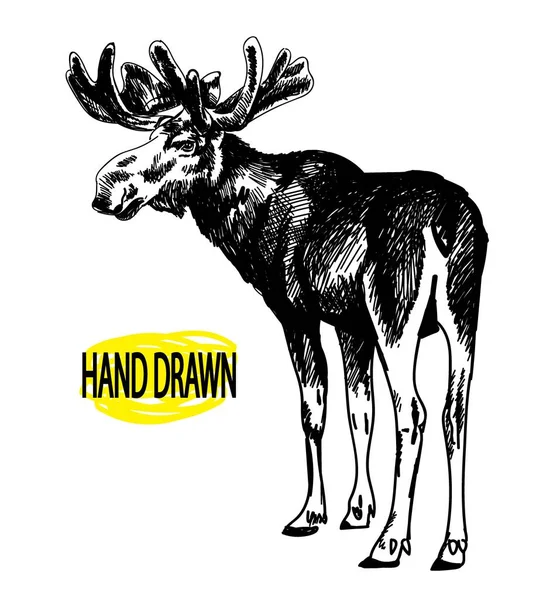 Moose Rusa Dengan Tanduk Besar Gambar Tangan Bebas Menggambar Dengan - Stok Vektor