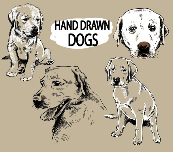 Labrador görüntüleri kümesi. Köpek ırkları. Yavru köpekler, yetişkin köpekler. Serbest çizim, vintage görüntü. Şekil kalemi.