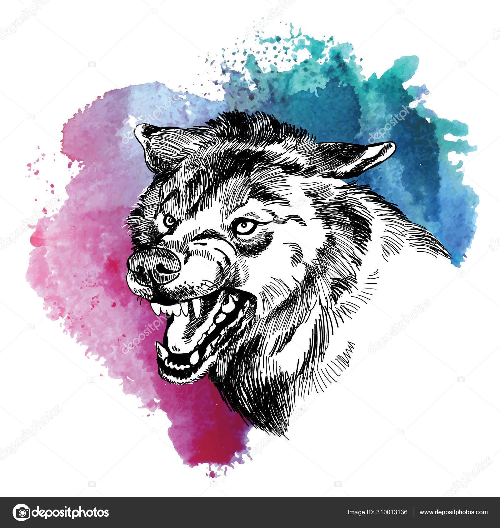 Hovedet Ulv Tegning Hånden Vintage Stil Ulven Klipper Rovdyr Angreb  Stockvektor af ©Rant_Goi 310013136, image size:1600x1690