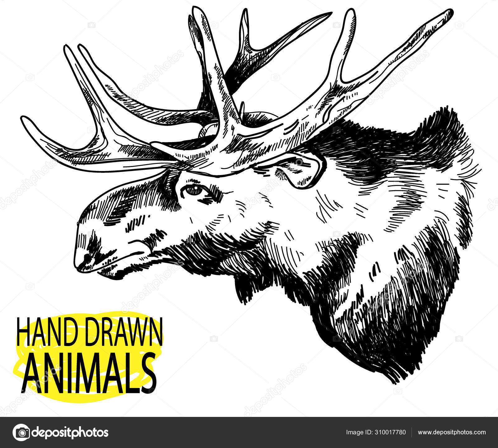 Hodet Til Voksen Elg Jakttrofe Hjortehorn Tegning Hånd Veteranstil  stockvektor © Rant_Goi #310017780, image size:1600x1441