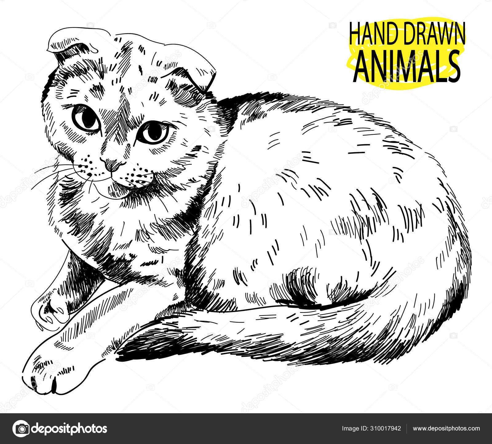 Scottish Fold Cat Lying Vector Freehand Drawing Stock Vector C Rant Goi 310017942