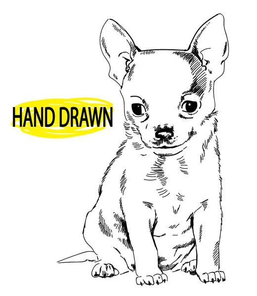 Cute Little Puppy Puppy Chihuahua Drawing Hand Vintage Style — Stock Vector