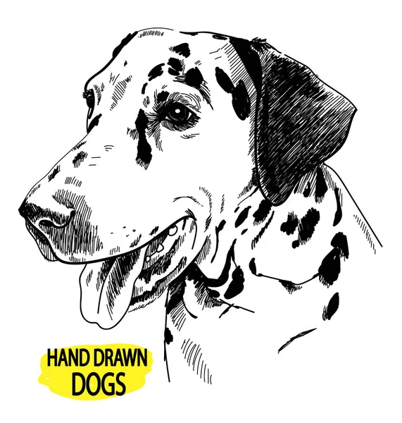 Junger Dalmatiner Gefleckter Hund Steht Zeichnung Von Hand Vintage Stil — Stockvektor