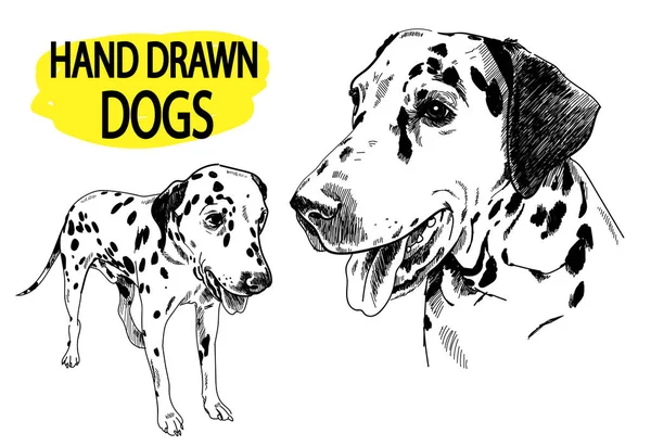 Giovane Dalmata Cavalletti Cani Maculati Disegno Mano Stile Vintage — Vettoriale Stock