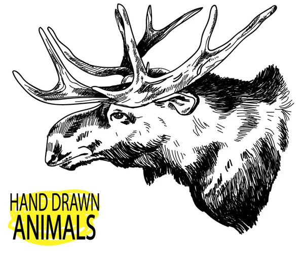 成年驼鹿的头狩猎奖杯鹿角以复古风格手工绘制 — 图库矢量图片
