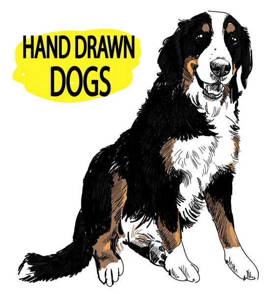 Berner Sennenhund Handzeichnung Vintage Stil Flauschiger Hund Sitzt — Stockvektor