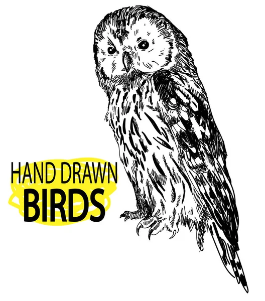 フクロウ ヴィンテージスタイルで手描き フクロウは羽を折って座る 写実的なイラスト — ストックベクタ