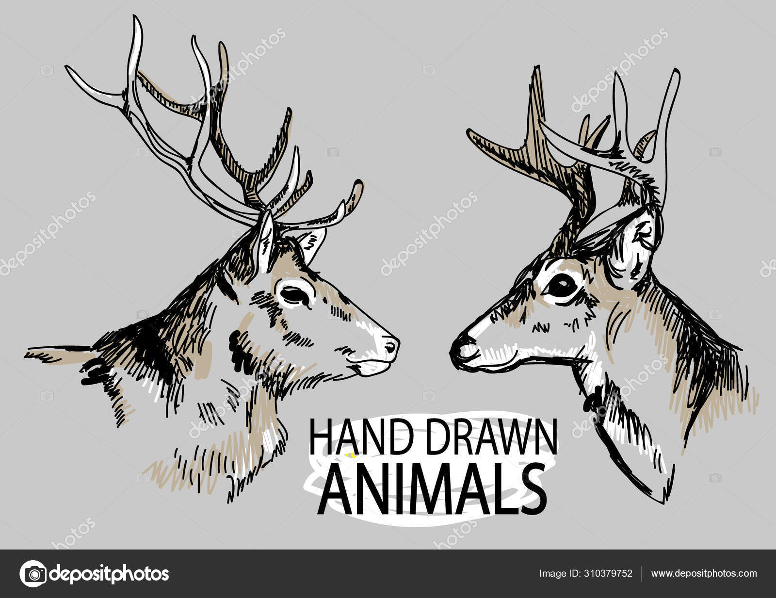 Hjortehode Sett Med Bilder Tegning Hånd Veteranstil Hjort Med Store  stockvektor © Rant_Goi #310379752, image size:1600x1233