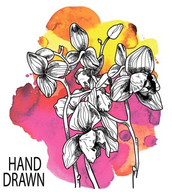 Çiçekli orkideler. Eski tarz bir figür. Mürekkep çizimi, gravür .