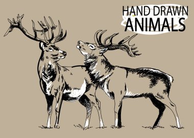 Deer head. A set of images. Drawing by hand in vintage style. Deer with big horns. clipart