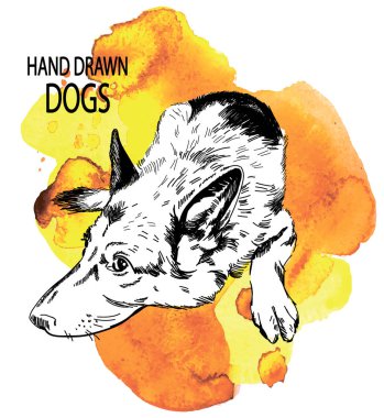 Alman çoban köpeği klasik tarzda çiziyor. Köpek yavruları..