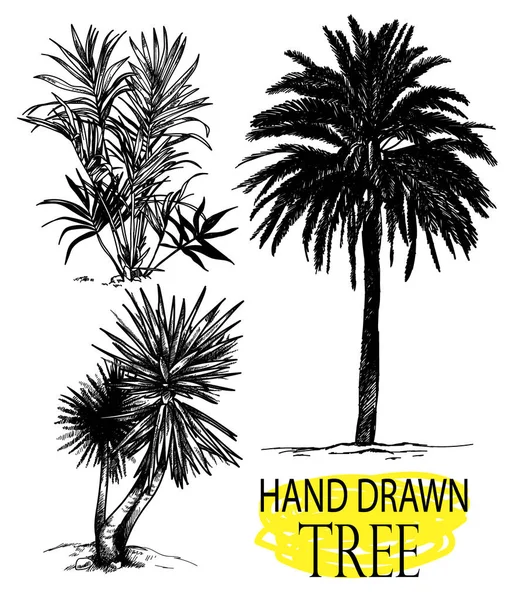 Пальма Малюнки Стилі Вінтажу Малюнок Вручну Олівцем Тропічні Рослини — стоковий вектор
