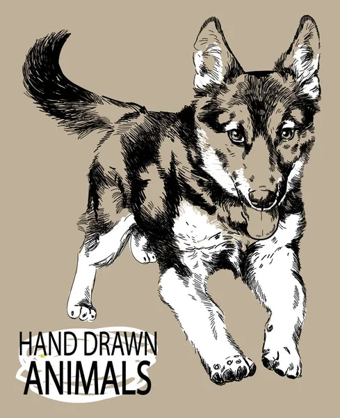 Schäferhund Welpe Rennt Niedlichen Flauschigen Welpen Zeichnung Von Hand Vintage — Stockvektor