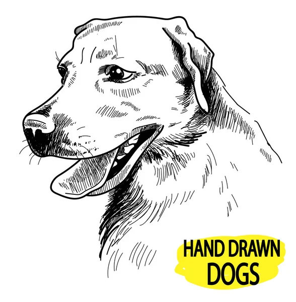 Retriever Der Kopf Des Hundes Zeichnung Von Hand Vintage Stil — Stockvektor