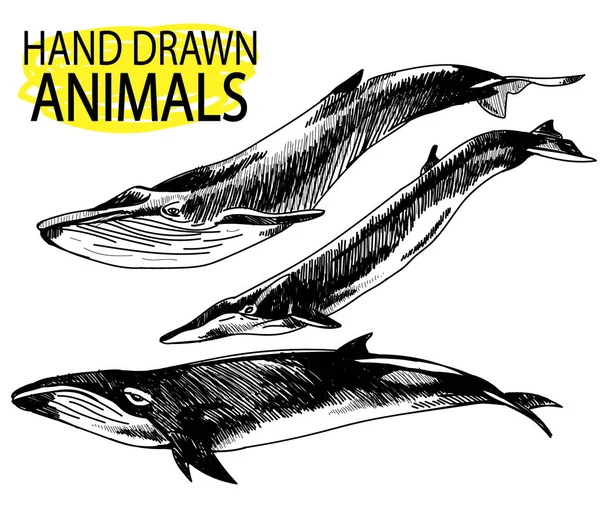 ปลาวาฬ ดของภาพ การวาดด วยม อเปล าในสไตล นเทจ — ภาพเวกเตอร์สต็อก