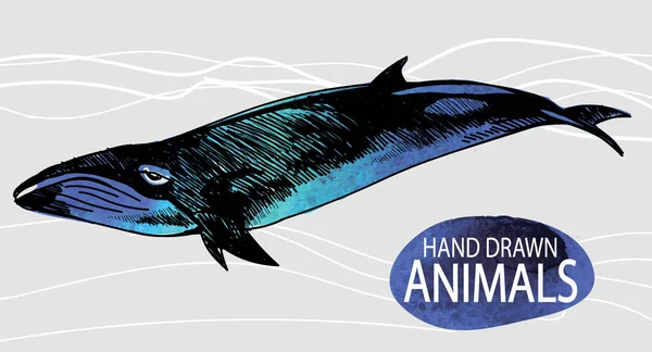 ปลาวาฬ ดของภาพ การวาดด วยม อเปล าในสไตล นเทจ — ภาพเวกเตอร์สต็อก