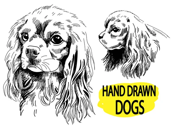 Şövalye Kral Charles Spaniel. Klasik tarzda elle çizim yapmak. Köpek yavruları..