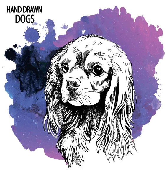 Cavalier King Charles Spaniel Drawing Hand Vintage Style Dog Breeds — Stock Vector
