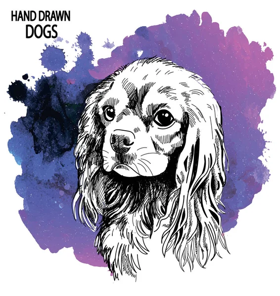 Şövalye Kral Charles Spaniel. Klasik tarzda elle çizim yapmak. Köpek yavruları..