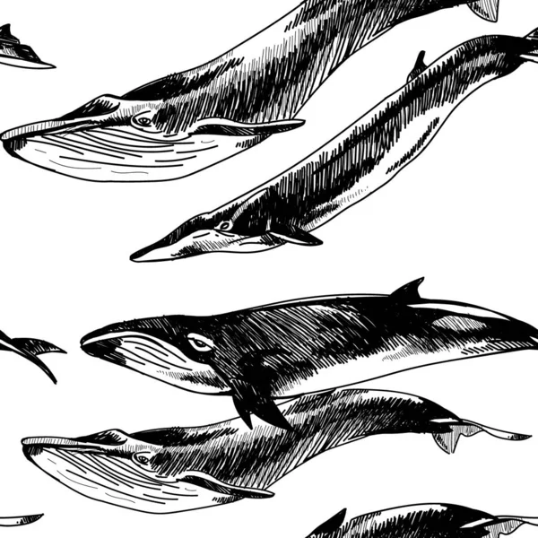ปแบบท รอยต บวาฬและโลมา วาดด วยม อในสไตล นเทจ — ภาพเวกเตอร์สต็อก