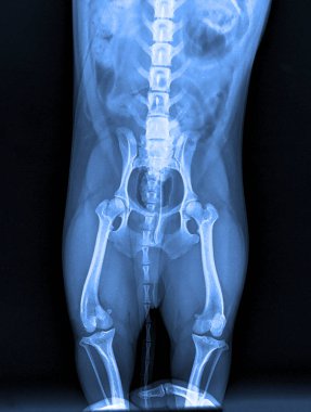 Bir köpeğin röntgen fotoğrafı. Bir köpeğin kalçası. Taz, eklemler, kemikler, kuyruk, kaslar. Gerçek bir röntgen. Veteriner Tıbbı.