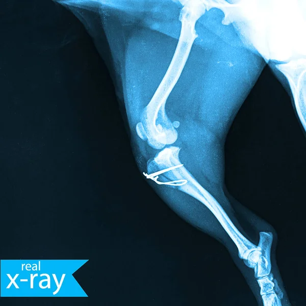 The hip of a dog. X-ray picture. Bones, muscles. This shot is an X-ray. Veterinary Medicine. Turquoise, blue, indigo.