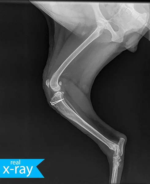 The hip of a dog. X-ray picture. Bones, muscles. This shot is an X-ray. Veterinary Medicine. Turquoise, blue, indigo.