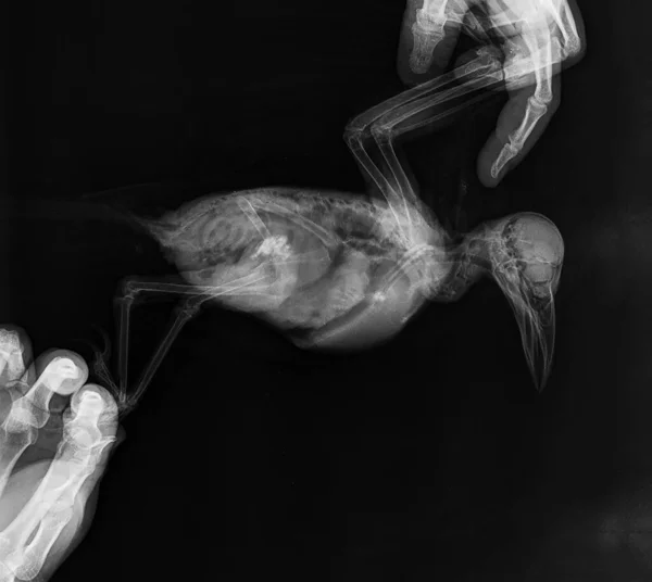 Prześwietlenie Ptaka Prześwietlenie Kruka Zdjęcie Ptasiego Szkieletu Żołądek Płuca Serce — Zdjęcie stockowe