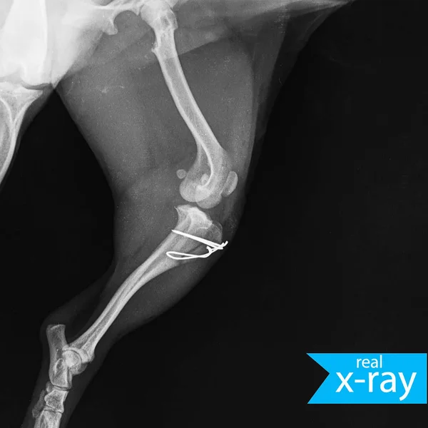 The hip of a dog. X-ray picture. Bones, muscles. This shot is an X-ray. Veterinary Medicine. Turquoise, blue, indigo.