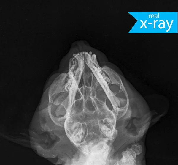Cat x ray Images Search Images on Everypixel