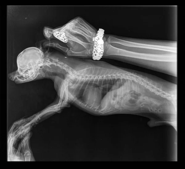 X-ray of a small dog. X-ray chihuahua. A picture of a dog\'s skeleton. Fat, lung, heart, skull, teeth. A real X-ray, medical background. Veterinary Medicine.