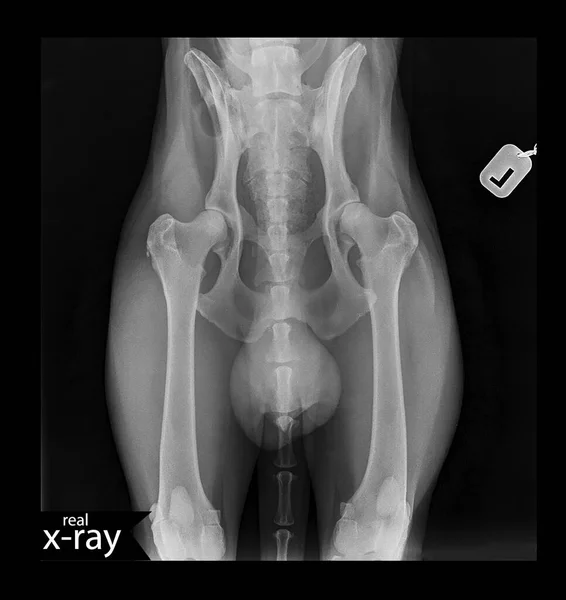 Bir köpeğin röntgen fotoğrafı. Bir köpeğin kalçası. Taz, eklemler, kemikler, kuyruk, kaslar. Gerçek bir röntgen. Veteriner Tıbbı.