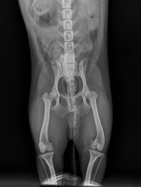 Bir köpeğin röntgen fotoğrafı. Bir köpeğin kalçası. Taz, eklemler, kemikler, kuyruk, kaslar. Gerçek bir röntgen. Veteriner Tıbbı.