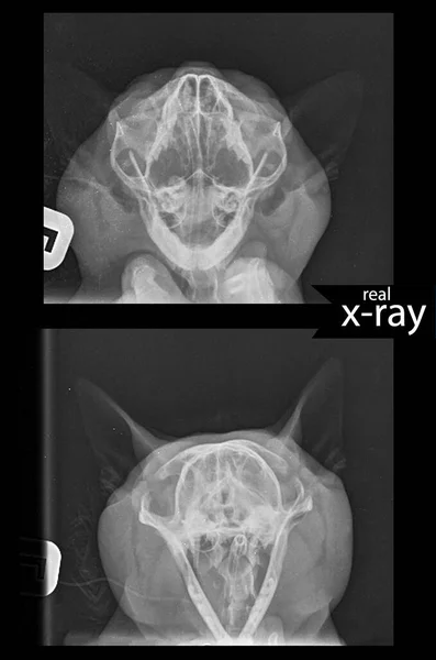 This x-ray. Cat\'s head, jaw. Professional x-ray.