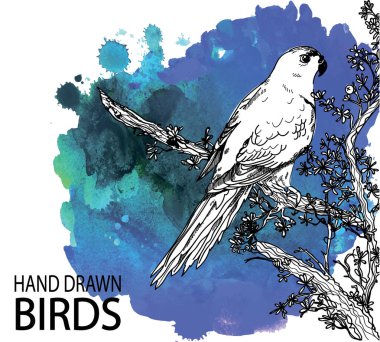 Papağan çalılara oturur. Ağaç dalları ve yapraklar .