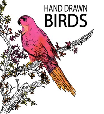 Papağan çalılara oturur. Ağaç dalları ve yapraklar .