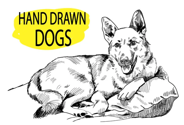Yastıkların üzerinde yatan köpek. Eski usul elle çizim.