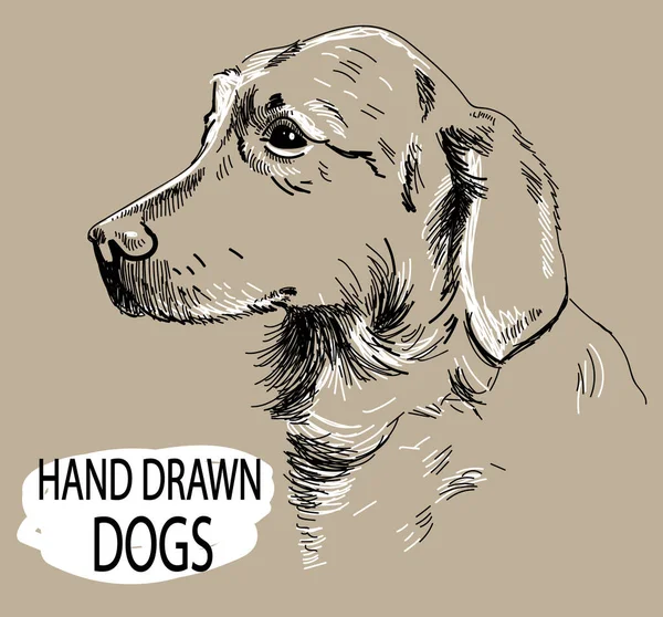 Av köpeği. Köpeğin kafası. Eski usul elle çizim.