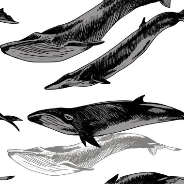 Balinalar ve yunuslarda kusursuz desen. Eski usul elle çizim.