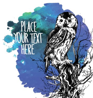 Baykuş. Klasik tarzda elle çizim yapmak. Baykuş katlanmış kanatlarla oturur. Gerçekçi çizim.