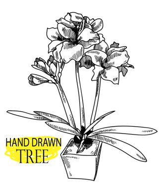 Çiçekli saksı bitkisi. Eski usul elle çizim.